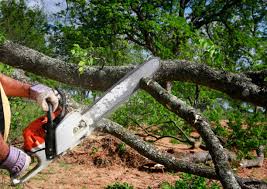 Best Commercial Tree Services  in San Antonio, TX