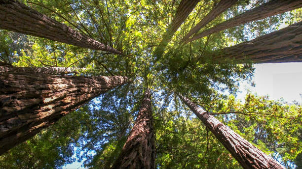 How Our Tree Care Process Works  in  San Antonio, TX