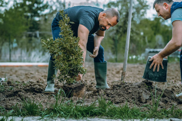 Best Aeration Services  in San Antonio, TX