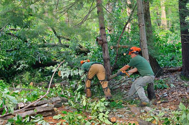 Best Emergency Tree Removal  in San Antonio, TX