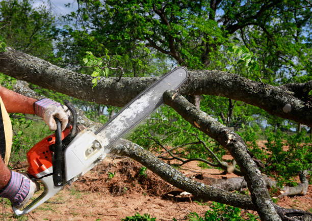 Best Storm Damage Tree Cleanup  in San Antonio, TX